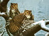miniatura_February Nest-Great Horned Owl copia